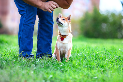 Chó Shiba Inu và chủ trên bãi cỏ xanh mướt - kythuatcanhtac.com