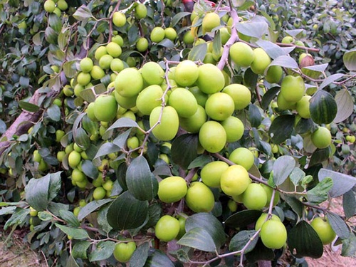 Kỹ thuật trồng táo thái lan - kythuatcanhtac.com
