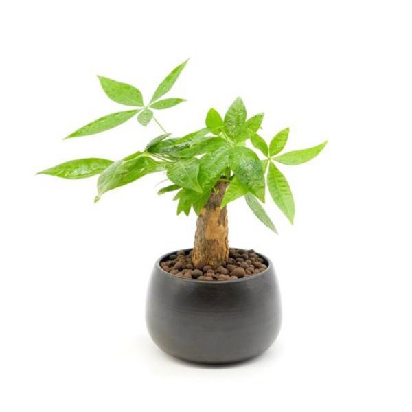 Tuổi Dần hợp cây gì? Người tuổi Dần nên trồng cây gì để năm mới được bình an, may mắn - 1 - kythuatcanhtac.com