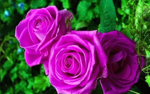 Cách chăm sóc cây hoa hồng tím quý hiếm, không phải chuyên gia vẫn cho hoa đẹp mĩ mãn - 1 - kythuatcanhtac.com