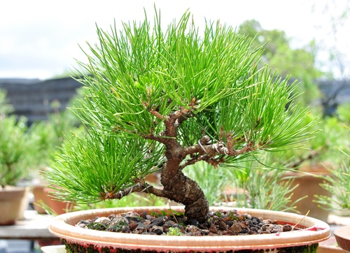 Cây thông đen Bonsai – Vua của bonsai Nhật Bản 5 - kythuatcanhtac.com