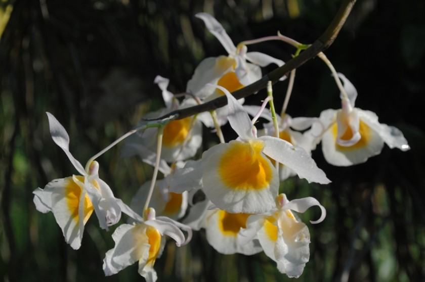 Hoa lan ngọc thạch - Những thông tin cần biết liên quan đến hoa lan ngọc thạch 18 - kythuatcanhtac.com