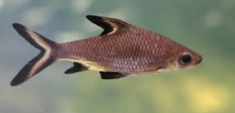 Cá hỏa tiễn - Đặc điểm sinh thái cá hỏa tiễn 6 - kythuatcanhtac.com