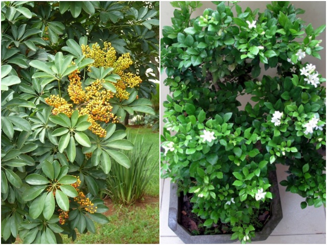 Người giàu không trồng hoa mà chỉ trồng ba loại cây này, chẳng trách càng ngày càng giàu - kythuatcanhtac.com