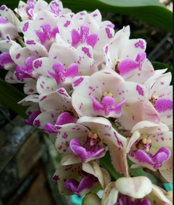 Hoa lan tai trâu - Nguồn gốc, đặc điểm, cách trồng và chăm sóc hoa lan tai trâu 22 - kythuatcanhtac.com