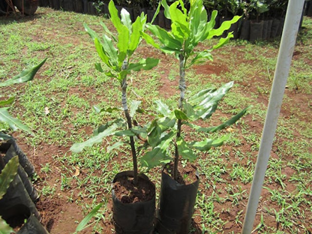 Cách trồng cây macca - kythuatcanhtac.com