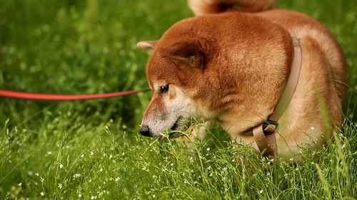 Chó Shiba đang dạo chơi trên đồng cỏ xanh ngát - kythuatcanhtac.com