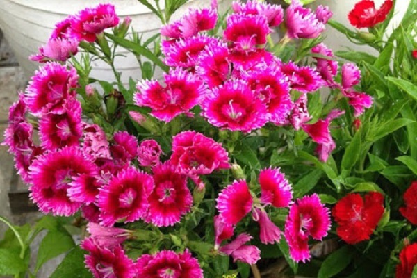 Hoa Cẩm Chướng: Đặc điểm, ý nghĩa và cách chăm sóc ra hoa đẹp - 5 - kythuatcanhtac.com
