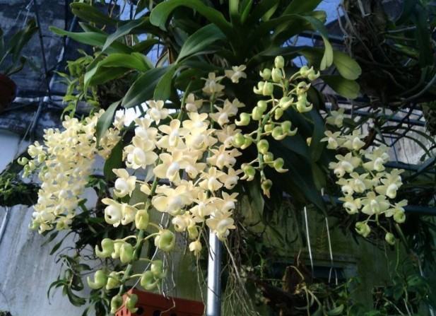 Hoa lan quế hương - Cách chăm sóc hoa lan quế hương đạt hiệu quả cao 21 - kythuatcanhtac.com