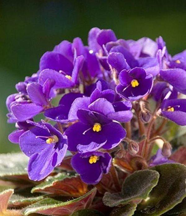 10 loài hoa đẹp nhất thế giới, số 8 ở Việt Nam mọc đầy, vài chục nghìn 1 bó to - 11 - kythuatcanhtac.com