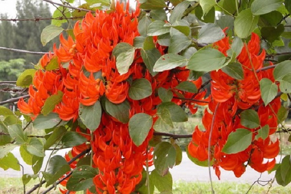 Cây hoa móng cọp có ý nghĩa gì và cách trồng, chăm sóc tốt nhất - 4 - kythuatcanhtac.com