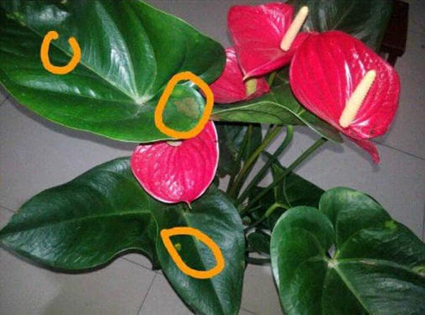 5 loại hoa không được phun nước lên lá, loại thứ 2 cực quen thuộc - 1 - kythuatcanhtac.com