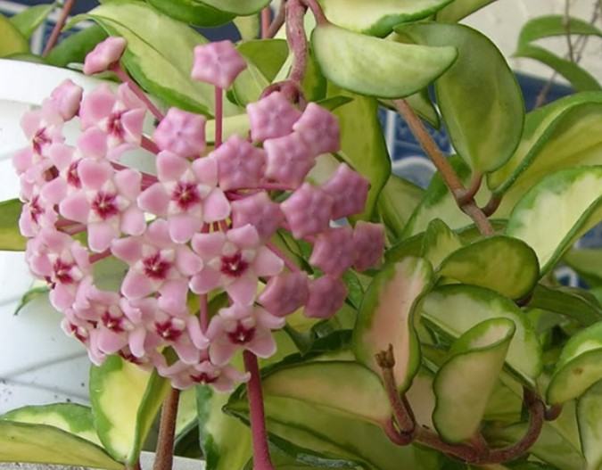 Hoa lan cẩm cù - Nguồn gốc, đặc điểm, cách trồng và chăm sóc hoa lan cẩm cù 16 - kythuatcanhtac.com