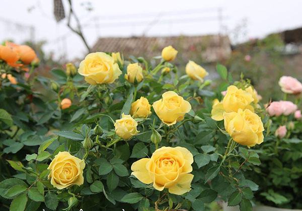Hoa hồng Tezza hoa hồng ngoại lùn siêu hoa, hoa liên tục 9 - kythuatcanhtac.com