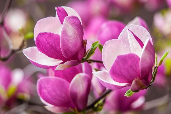 Cây Hoa Mộc Lan - Ý nghĩa và cách trồng giúp hoa nở đẹp - 6 - kythuatcanhtac.com