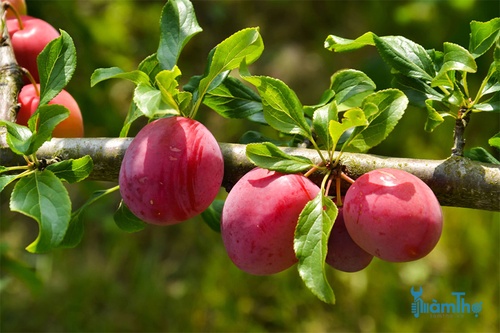 Cách chăm sóc cây ăn quả - kythuatcanhtac.com
