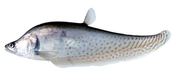 Cá còm da báo - Đặc điểm và kỹ thuật nuôi cá còm da báo 4 - kythuatcanhtac.com