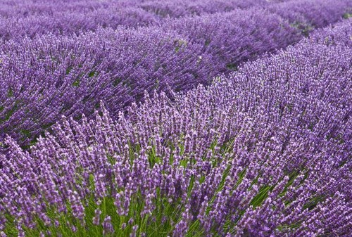 Nguồn gốc của hoa lavender - kythuatcanhtac.com