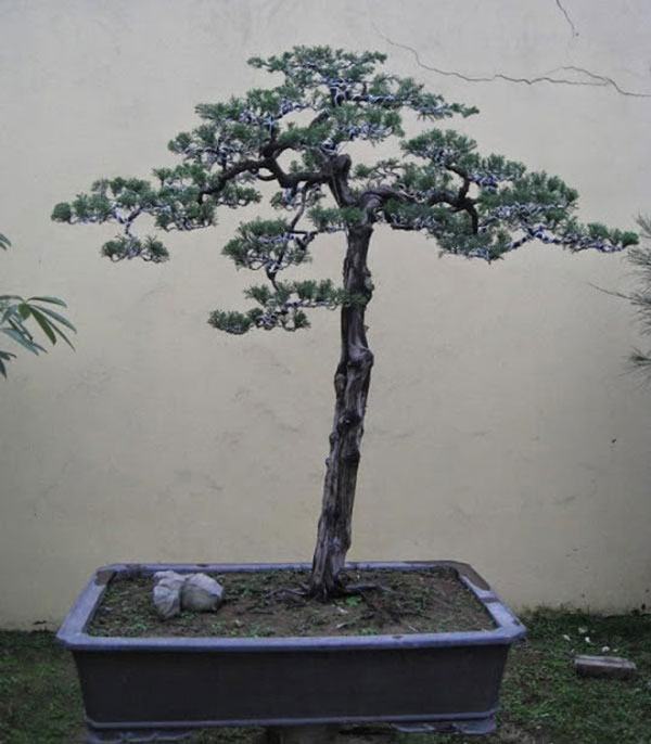 cay-bonsai-dang-truc-3a - kythuatcanhtac.com