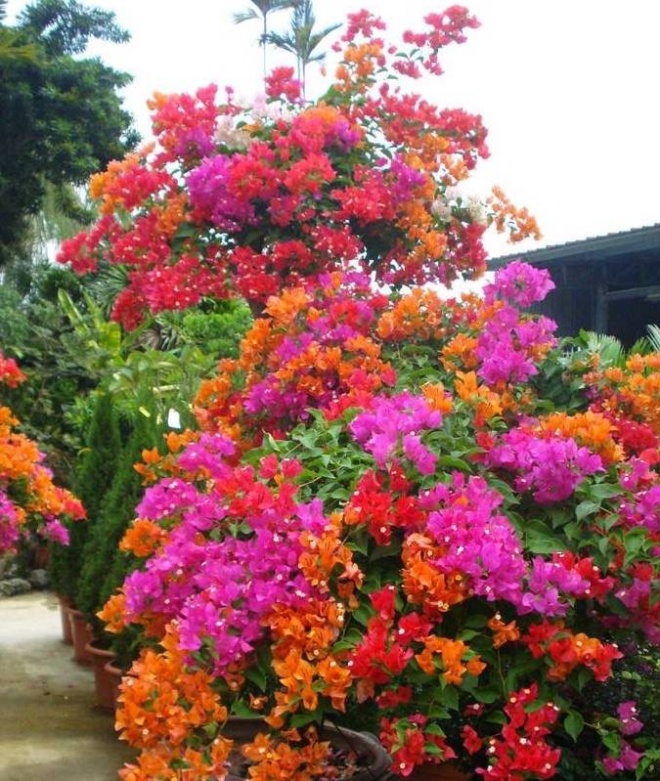 amp;#34;Máy sản xuất hoa mùa hèamp;#34;, trồng theo cách này hoa nở như thác, kéo dài 200 ngày mỗi năm - 1 - kythuatcanhtac.com