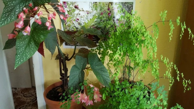 5 cây cảnh tuyệt đẹp không thể bỏ qua, trồng ở nơi thiếu sáng nhất trong nhà vẫn xanh tốt - 1 - kythuatcanhtac.com