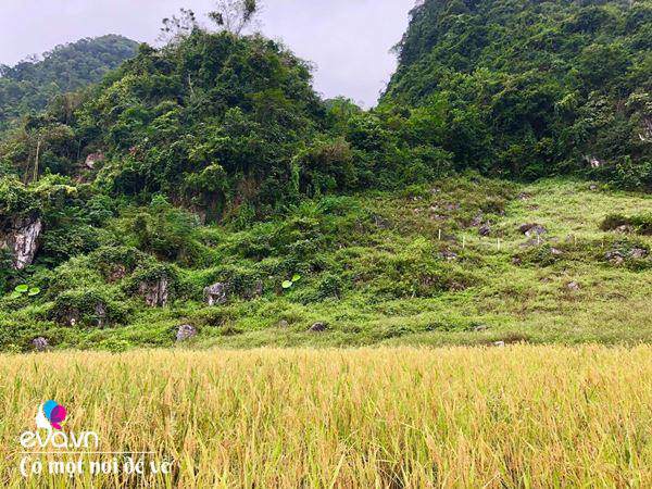 “Bỏ phố lên rừng”, vợ chồng 8X đến Mộc Châu dựng nhà sàn, trồng lúa nương trong vườn 5000m² - 24 - kythuatcanhtac.com