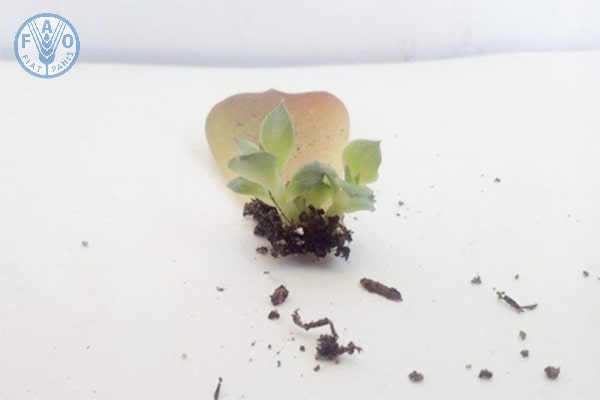 Cách trồng sen đá từ lá - kythuatcanhtac.com