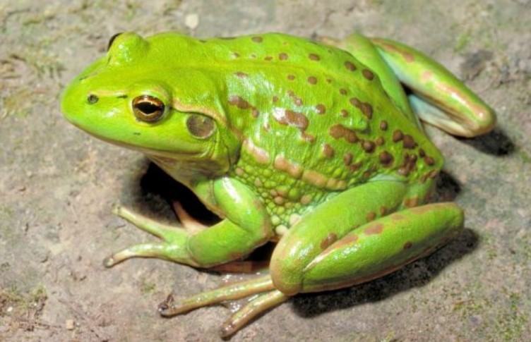 Những thông tin thú vị liên quan đến loài ếch 10 - kythuatcanhtac.com