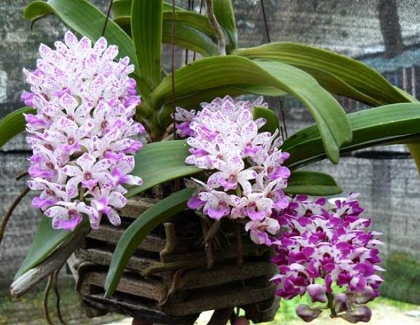 Hoa lan tai trâu - Nguồn gốc, đặc điểm, cách trồng và chăm sóc hoa lan tai trâu 19 - kythuatcanhtac.com