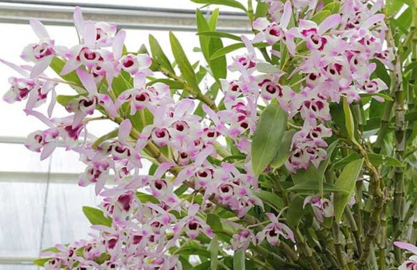 Hoa lan dendro - Loại hoa đẹp và phù hợp với mọi không gian 13 - kythuatcanhtac.com