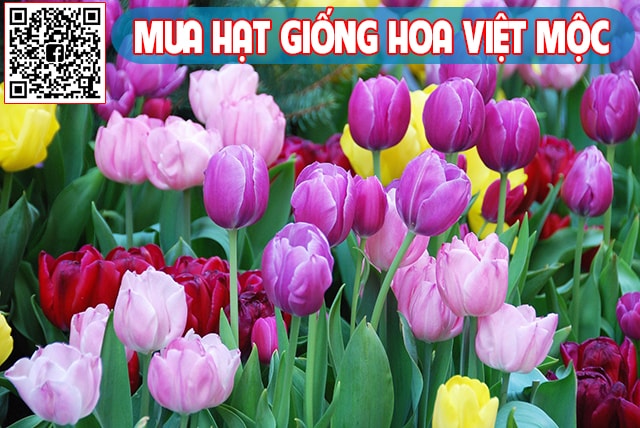 Cách trồng hoa tulip tại Việt Nam - kythuatcanhtac.com