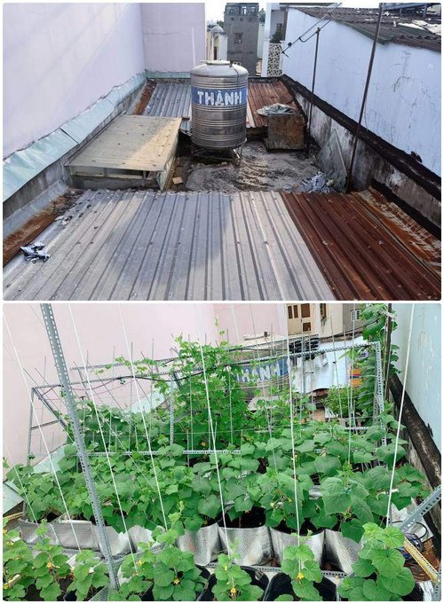 Mẹ 9X cải tạo 3m2 ban công làm vườn, bội thu rau quả cả nhà ăn không hết - 7 - kythuatcanhtac.com