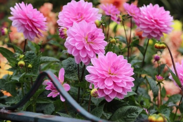 Hoa Thược Dược - Ý nghĩa, cách trồng và chăm sóc hoa nở vào dịp Tết - 1 - kythuatcanhtac.com