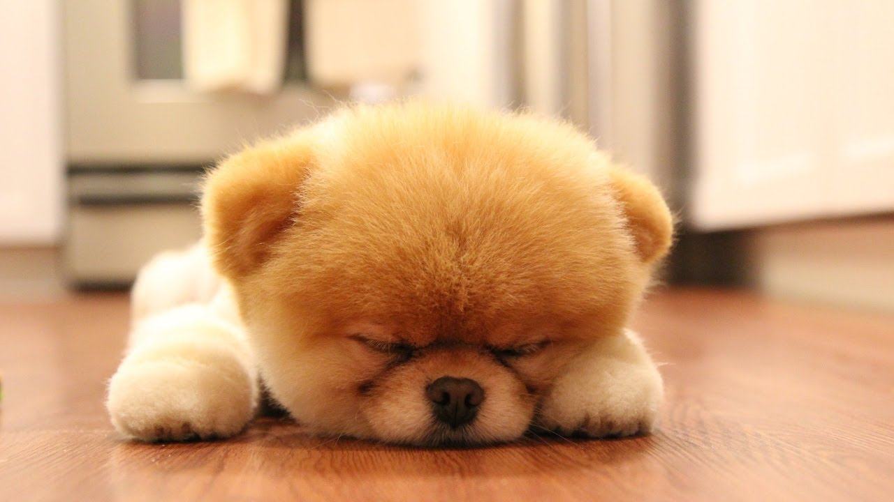 Chó con ngủ nhiều có sao không? Nên ngủ bao nhiêu là đủ? 6 - kythuatcanhtac.com