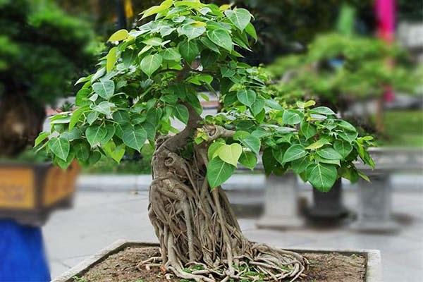 10 Cây cảnh bonsai đẹp nhất và cách chăm sóc cây bonsai đúng kỹ thuật - 3 - kythuatcanhtac.com
