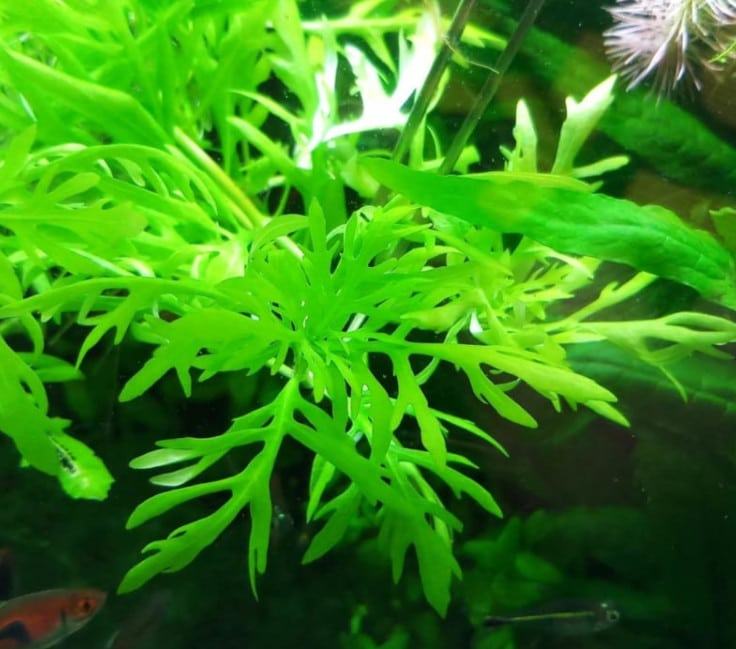 Cây Thủy Sinh - Các loại cây thủy sinh đẹp nhất và dễ trồng nhất 27 - kythuatcanhtac.com