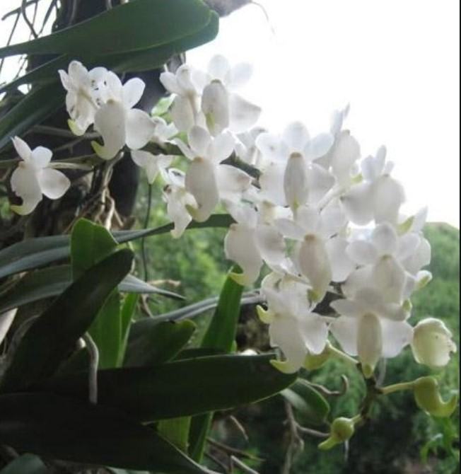 Hoa lan bạch nhạn - Nguồn gốc, đặc điểm, cách trồng và chăm sóc hoa lan bạch nhạn 15 - kythuatcanhtac.com
