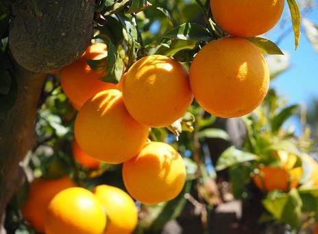 Cây cam – Cây ăn quả truyền thống của nước ta 7 - kythuatcanhtac.com