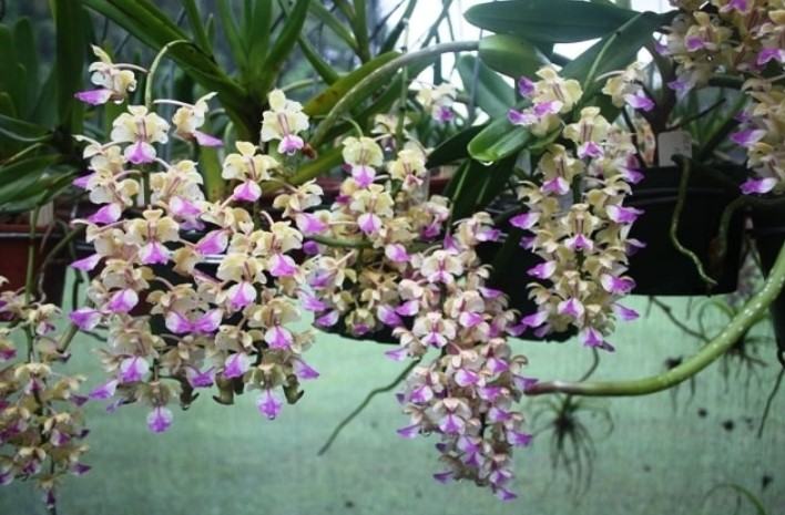 Hoa lan tam bảo sắc - Nguồn gốc, đặc điểm, cách trồng và chăm sóc hoa lan tam bảo sắc 15 - kythuatcanhtac.com