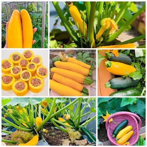 Mẹ Tây Bắc hé lộ cách làm sân thượng trồng cả trăm loại rau, hiếm khi phải ra chợ mua - 21 - kythuatcanhtac.com