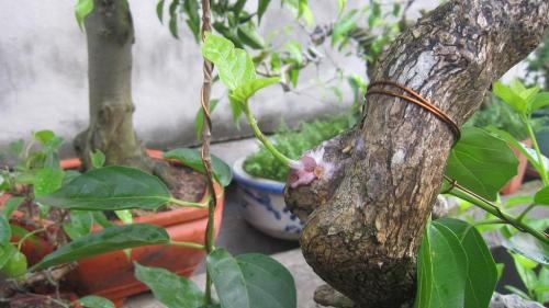 Trồng cây bonsai - kythuatcanhtac.com