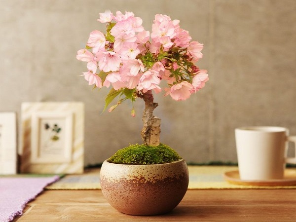 10 Cây cảnh bonsai đẹp nhất và cách chăm sóc cây bonsai đúng kỹ thuật - 6 - kythuatcanhtac.com