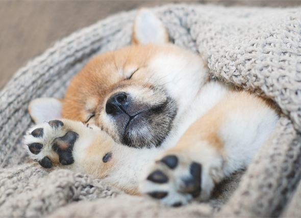 Chó con ngủ nhiều có sao không? Nên ngủ bao nhiêu là đủ? 4 - kythuatcanhtac.com