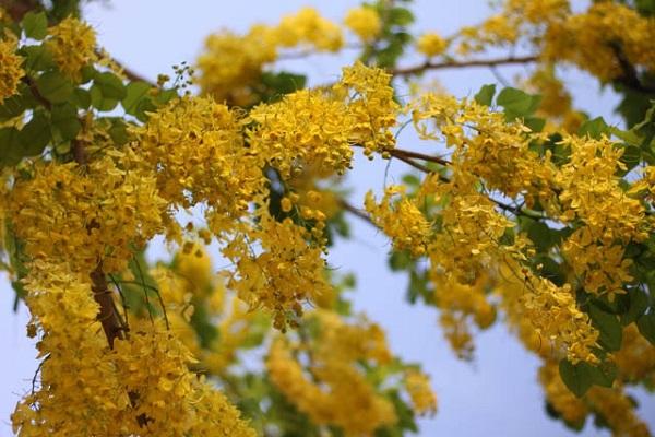 Hoa Bọ Cạp vàng: Đặc điểm, nguồn gốc, ý nghĩa và cách trồng - 1 - kythuatcanhtac.com