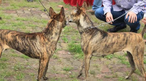 Chó Phú Quốc - Những thông tin cơ bản về loài chó Phú Quốc 16 - kythuatcanhtac.com