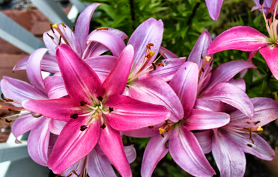 Đã bao giờ bạn nhận được một bó Lily (hoa Ly) và tự hỏi ý nghĩa đằng sau những đóa hoa xinh đẹp, ngát hương thơm đó là gì? - kythuatcanhtac.com