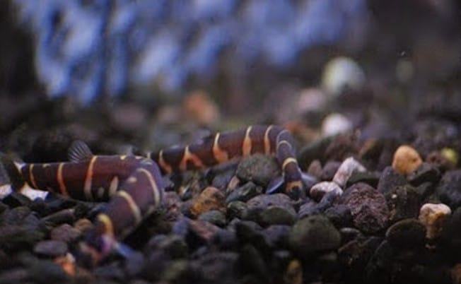 Cá chạch rắn culi - Đặc điểm và kỹ thuật nuôi cá chạch rắn 6 - kythuatcanhtac.com