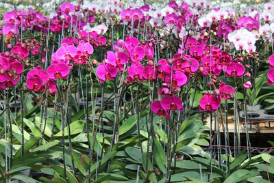 Ý nghĩa về màu sắc của hoa lan hồ điệp - kythuatcanhtac.com