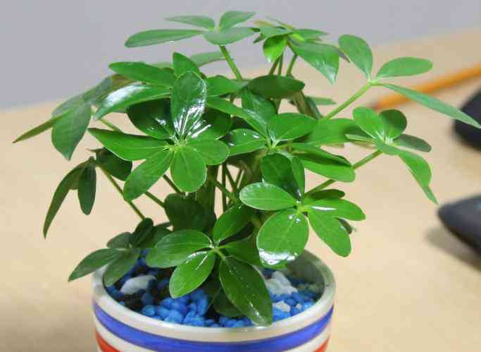 Những loại cây người mệnh Mộc nên trồng trong nhà để may mắn quanh năm - 3 - kythuatcanhtac.com