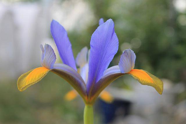 3 loài hoa thịnh vượng, điềm lành và sung túc trồng trong nhà không phải ai cũng biết - 15 - kythuatcanhtac.com